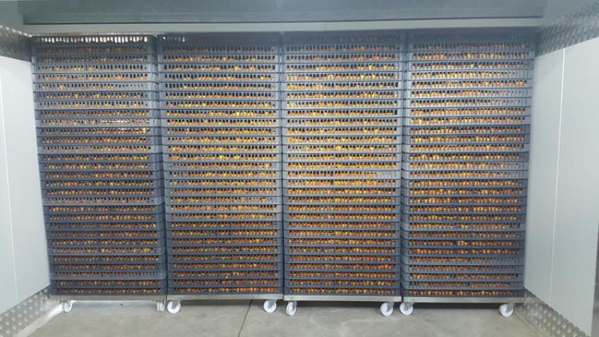 The importance Of The Amazing Fruit Dryer