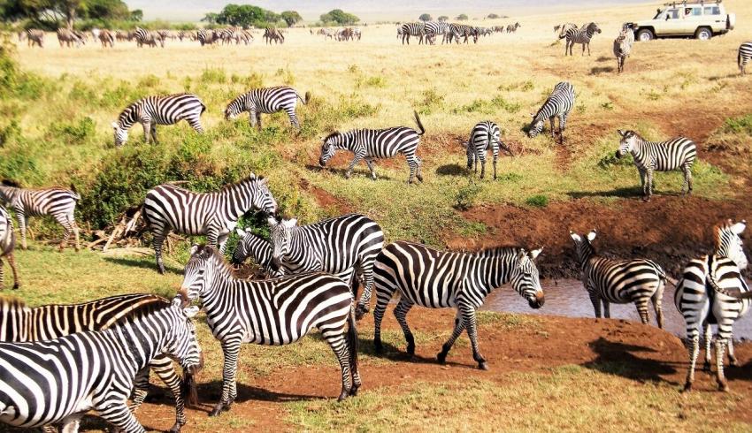 Masai Mara and Serengeti Safari Tours For Amazing Experience