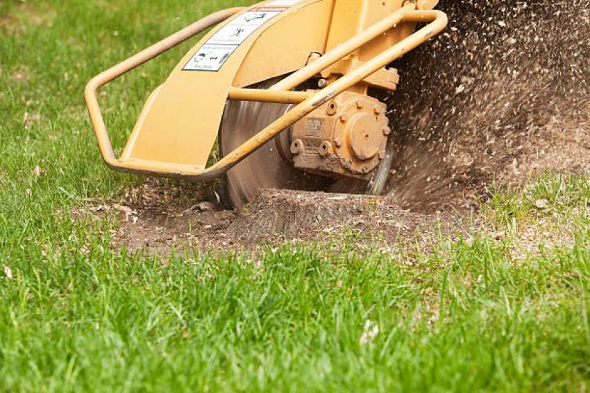Top Stump Grinding Jackson MI Service