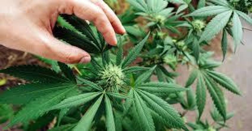 How Dispensaries Curate the Best Flower Strains for Anxiety