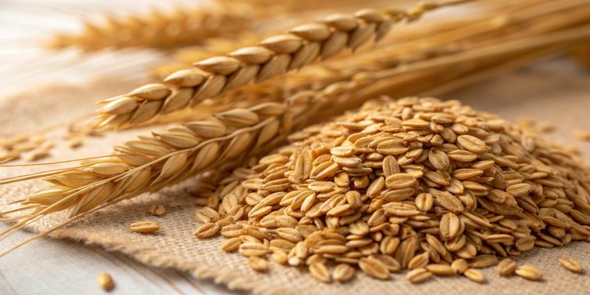 2025 Oats Price Trend Outlook: Chart, Index, and Analysis