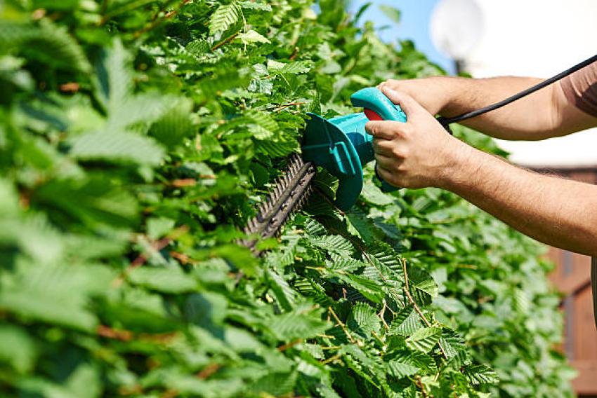 What Safety Measures Do Professionals Follow During Hedge Trimming?