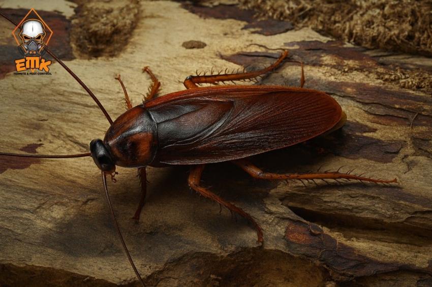 Why DIY Fixes Fail and Professional Cockroach Pest Control Sydney Succeeds