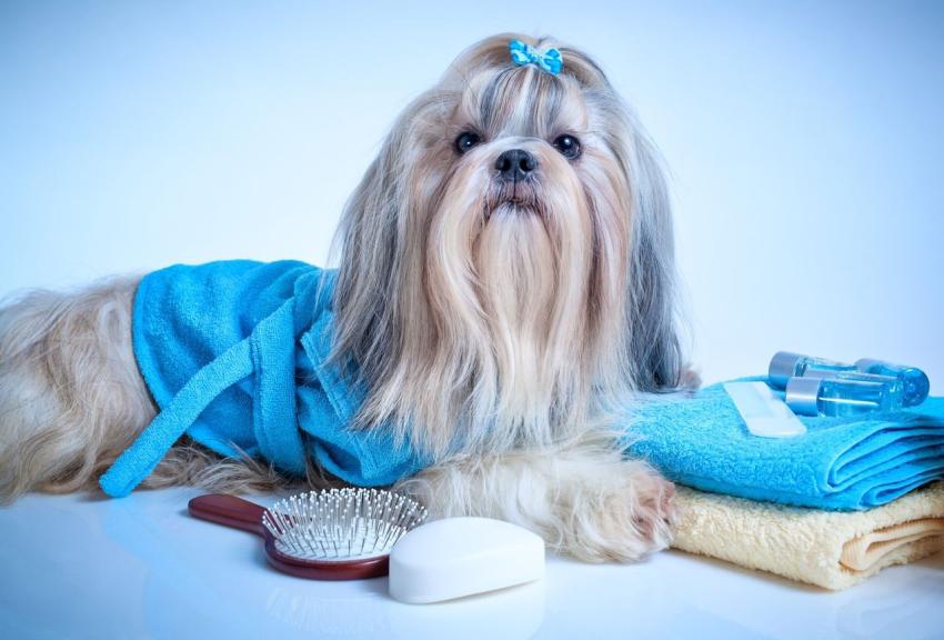 How Can Dog Groomers Make Bath Time Stress-Free for Your Pup?