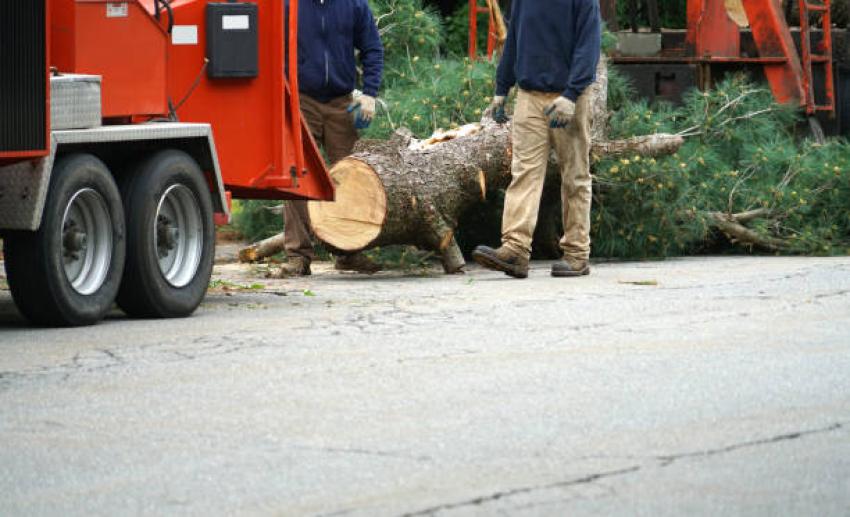 How Tree Services Keep Your Yard Healthy Through the Year