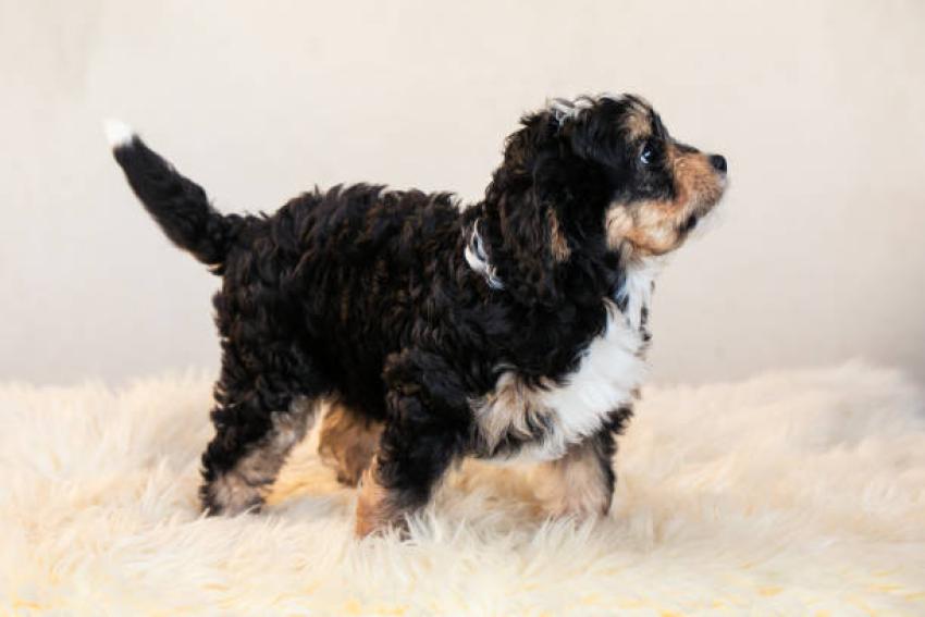 How Mini Bernedoodle Puppies Respond to Positive Reinforcement Training?