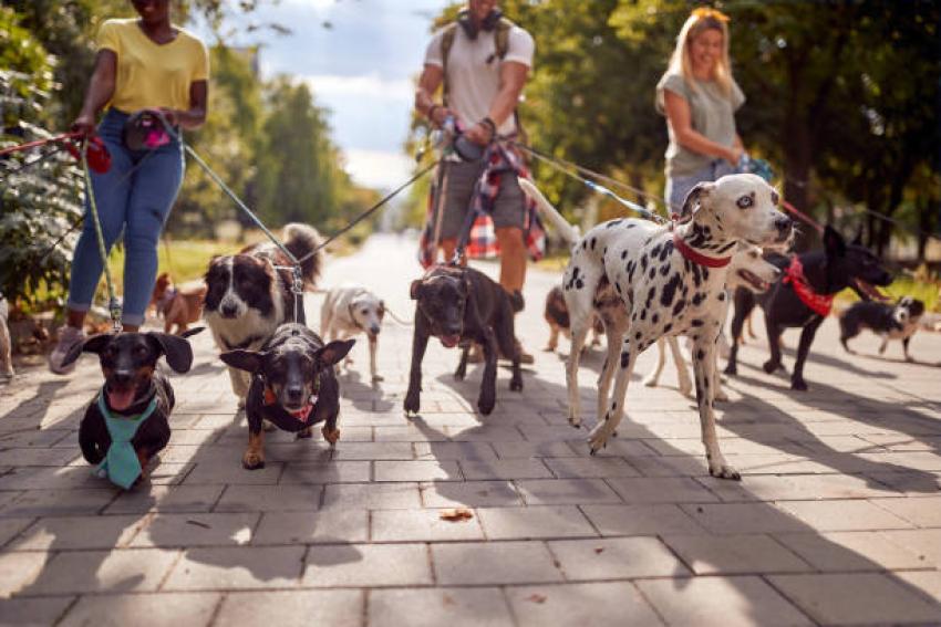 Why Are Dog Walking Services Essential for Busy Urban Pet Owners?