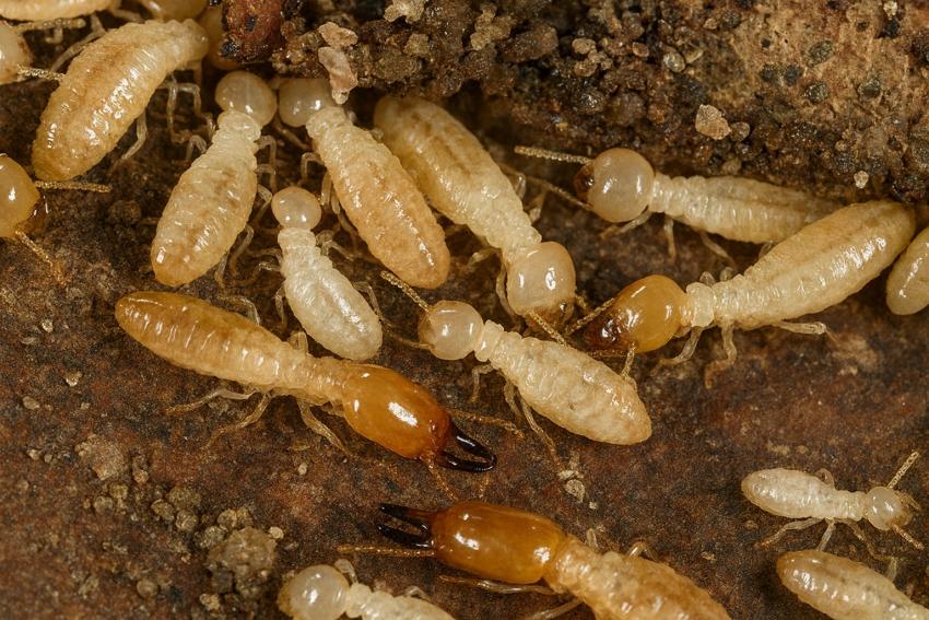 The Dangers of Subterranean Termites