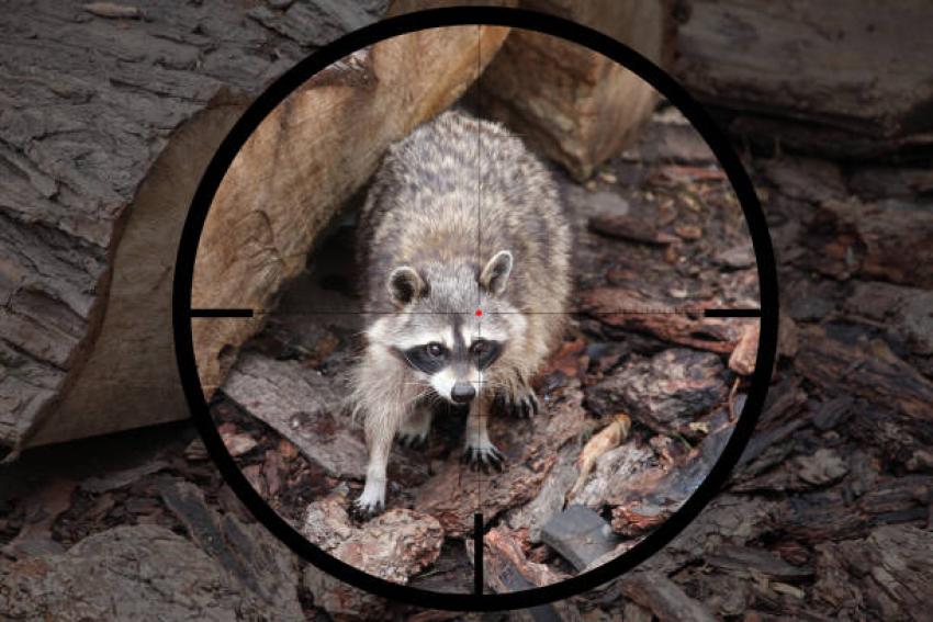 What Happens During a Typical Raccoon Removal Inspection
