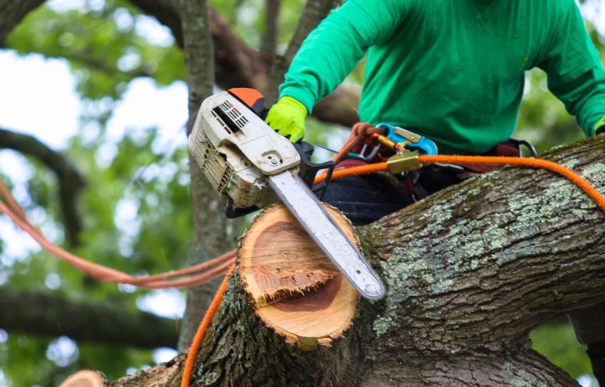 Which Seasons Are Best For Safe And Easy Tree Removal?