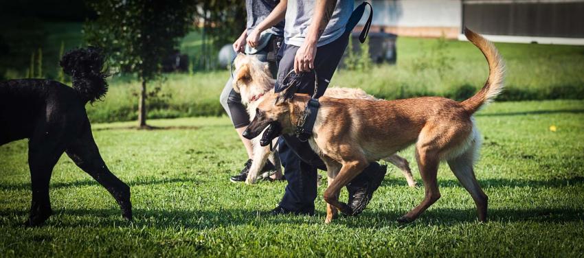 How Can a Dog Trainer Help Solve Common Behavior Problems?
