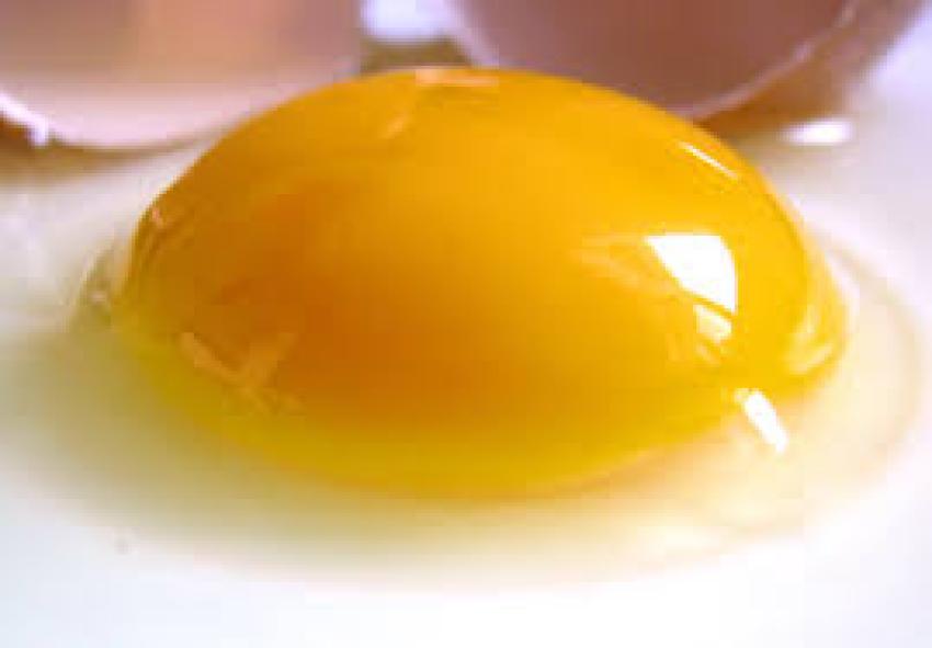 Lecithin & Protein: Egg Emulsifying Power