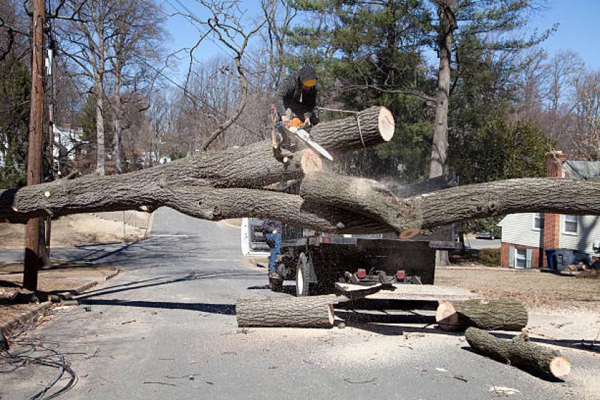 Understanding the Sudden Emergencies That Trees Can Create