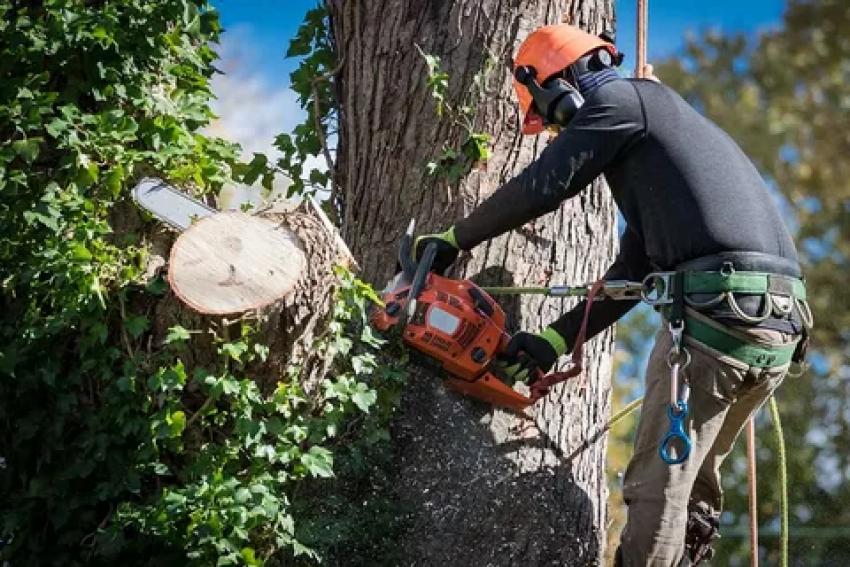 How Tree Removal Services Save Your Home From Falling Trees