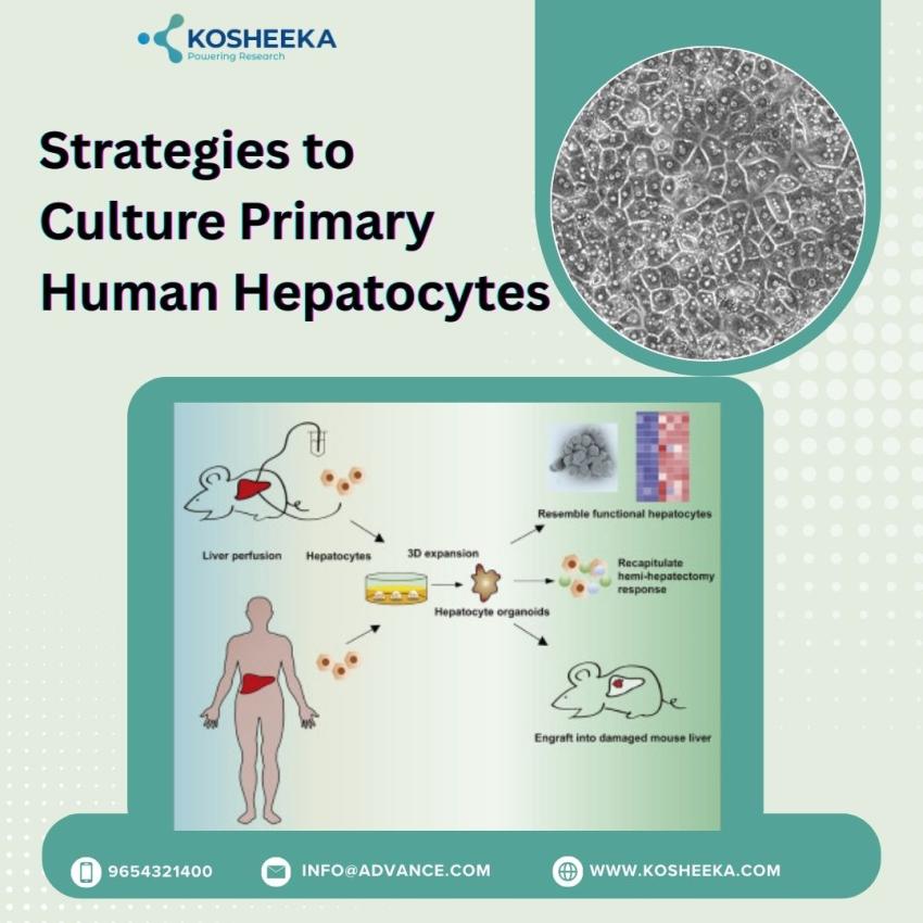 Strategies to Culture Primary Human Hepatocytes