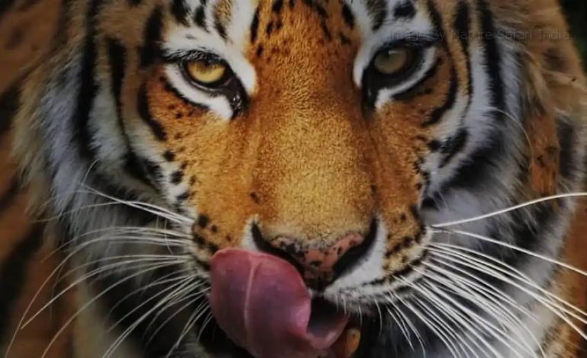 Best Destinations for Tiger Safari in India for 2026