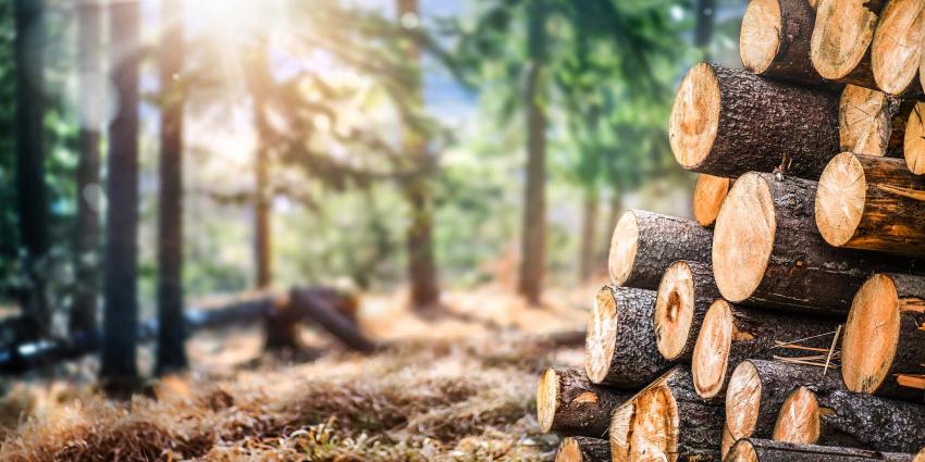 Sustainable Forest Management: Clearing, Thinning, and Main Logging Explained