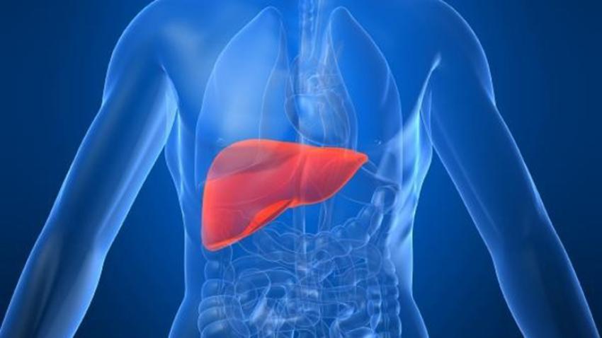 Different Kinds Of Stem Cells Used To Treat Liver Disease