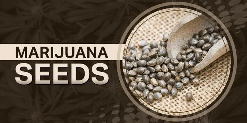 Marijuana Seeds for Sale in USA: Avoiding Fakes and Scoring High-Germination Genetics