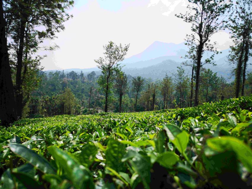Wayanad vs Munnar – Which is Better?