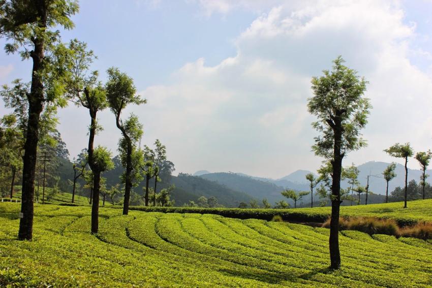 Munnar vs Wayanad: Which Is Better for a Kerala Honeymoon?