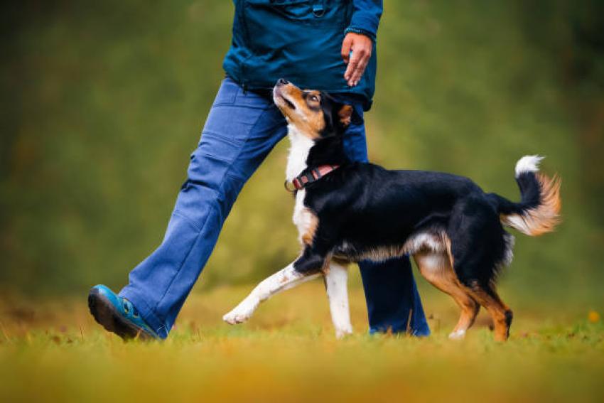 How Can Dog Training Stop Your Dog From Barking All Day?
