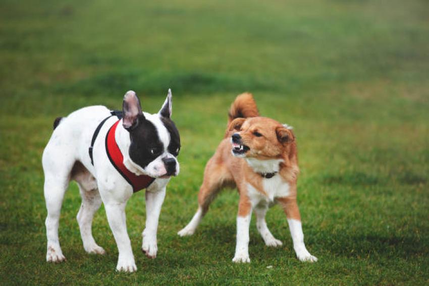 How Puppy Socialization Training Prevents Future Behavior Issues