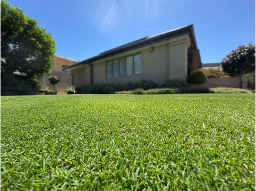 Why Instant Turf Adelaide Homeowners Choose Buffalo Grass for Low-Maintenance Lawns?