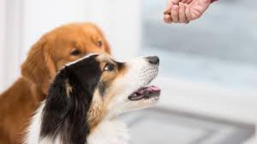 Are Dog Supplements Necessary? Understanding When They Can Help