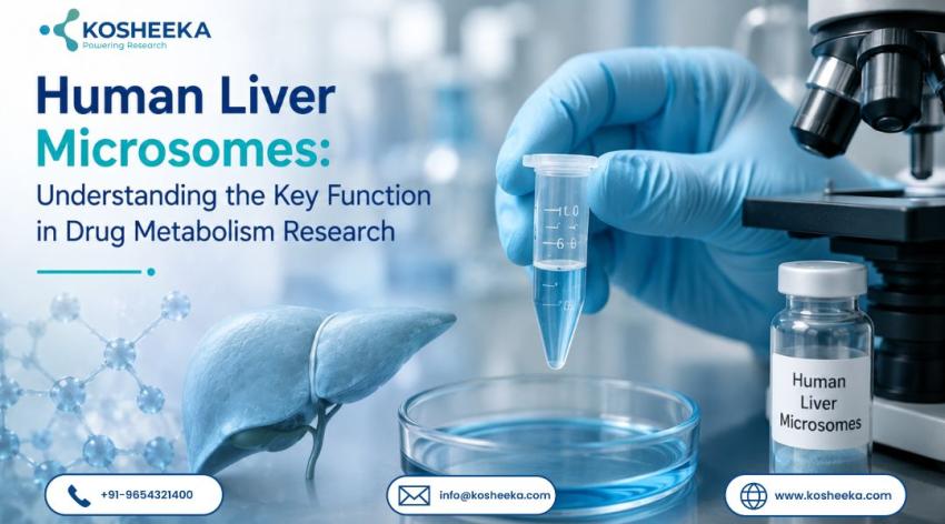 Human Liver Microsomes: Understanding the Key Function in Drug Metabolism Research