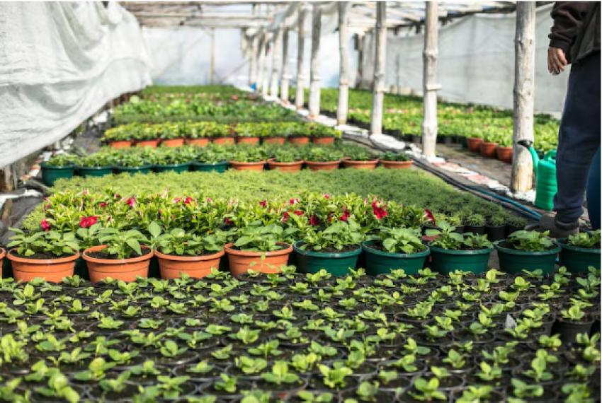 How to Buy Plants Online in India: Your 2026 Guide to the Best Sites, Tips, and Top Picks