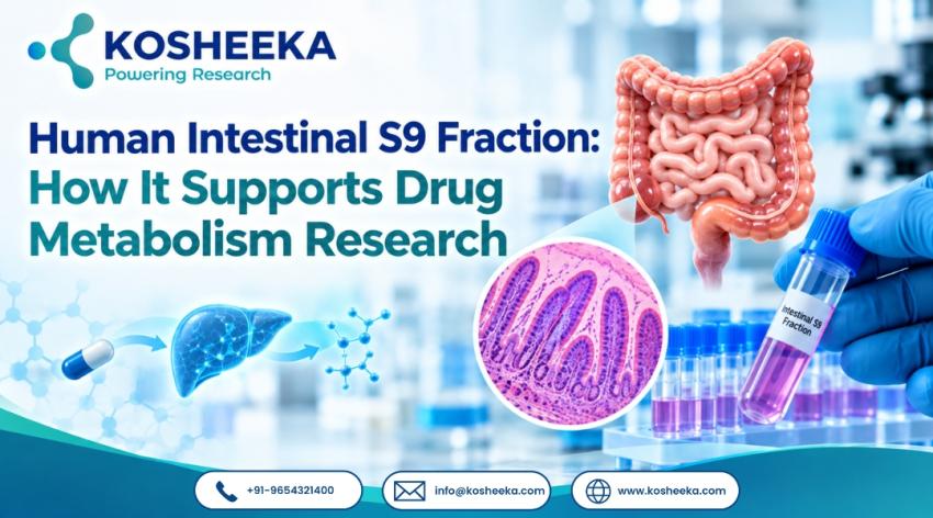 Human Intestinal S9 Fraction: How It Supports Drug Metabolism Research