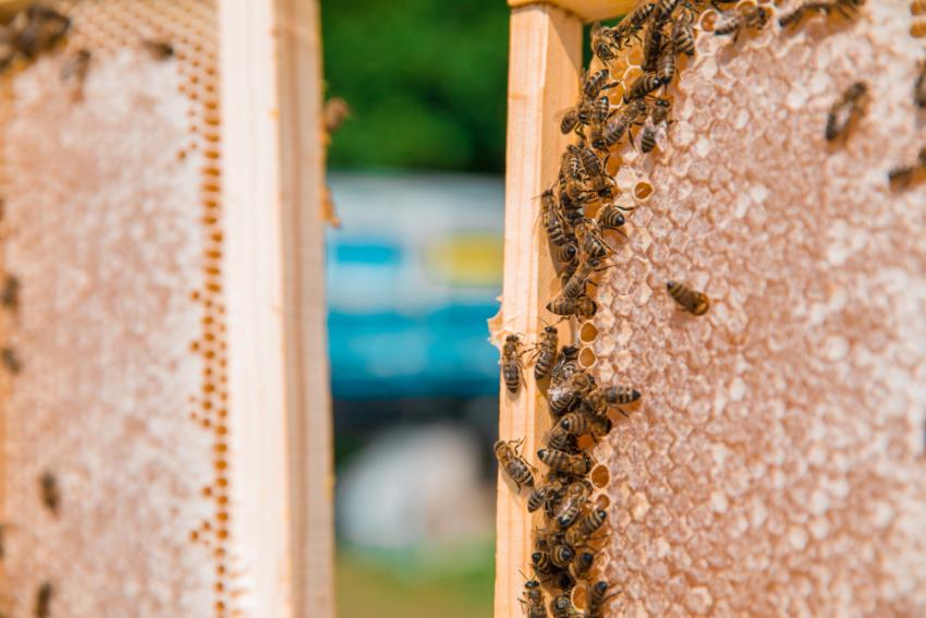 How to Tell If Bees Are Nesting Inside Your Wall