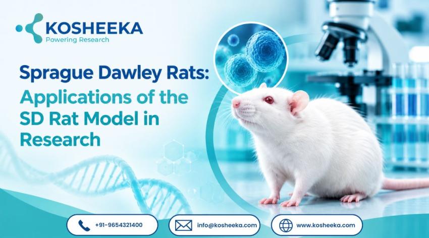 Sprague Dawley Rats: Applications of the SD Rat Model in Research